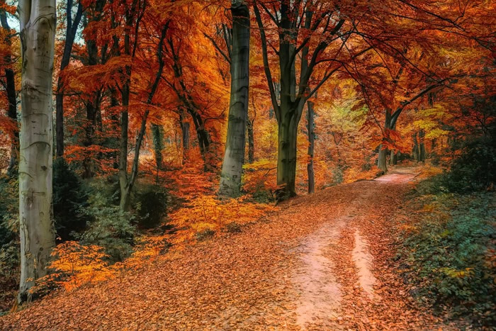 Fall colors trees and road in woods 700 pix